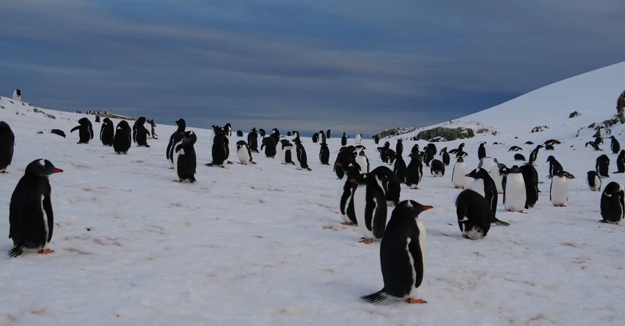 В Антарктиці починається зима, і пінгвіни покинули острів біля станції Вернадського