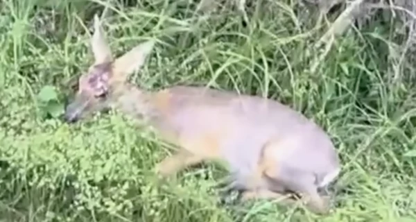 В Киевской области полицейские спасли раненую косулю