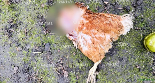 В селе на Львовщине неизвестное существо напало на кур