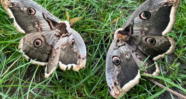 На Одесщине заметили крупнейшую в Европе бабочку