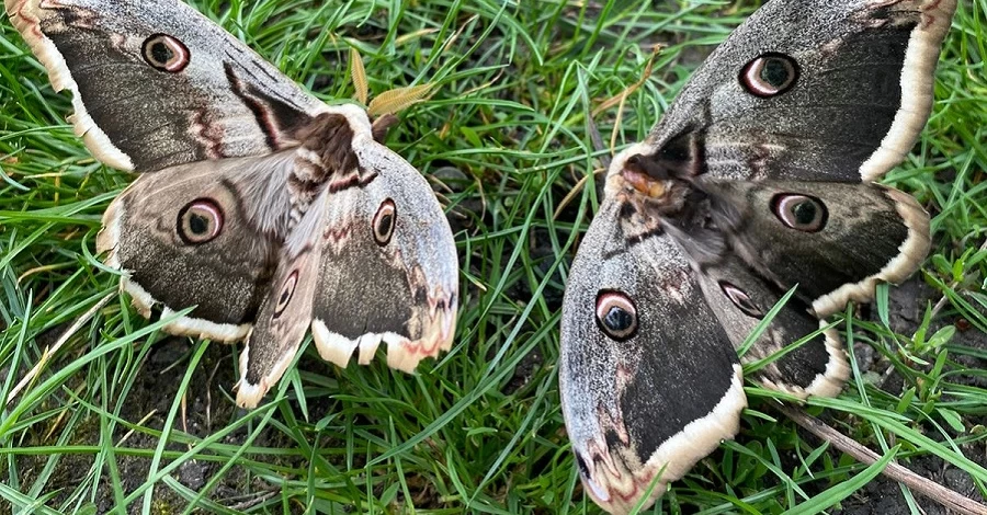 На Одесщине заметили крупнейшую в Европе бабочку
