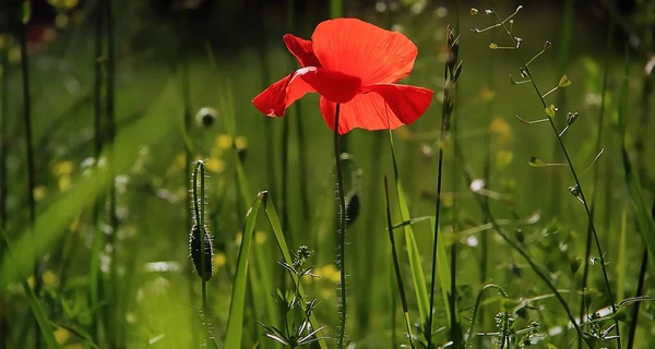 В Украине 1 июня будет жарко, но некоторые области накроют дожди
