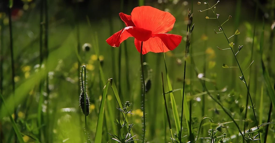 В Україні 1 червня буде спекотно, але деякі області накриють дощі