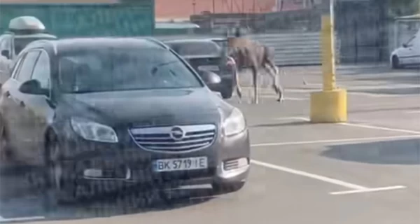 В Киеве утром в районе метро «Почайна» бегал лось  