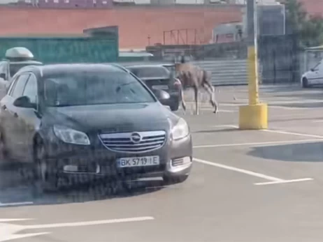 В Киеве утром в районе метро «Почайна» бегал лось  