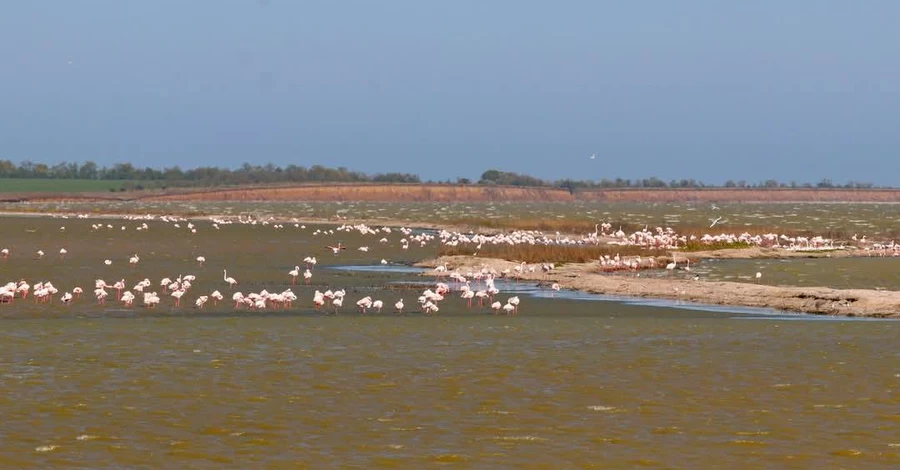 На Одещині сотні рожевих фламінго втекли з місць гніздування через гучні вечірки поряд 