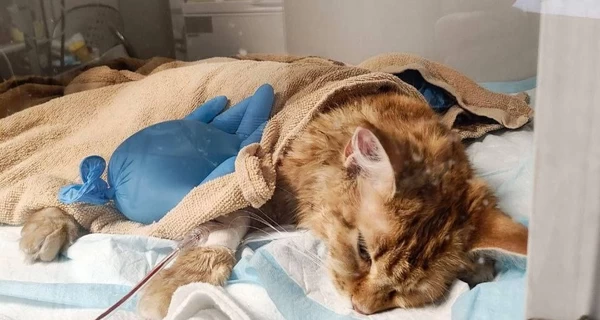 В Киеве ветеринары спасают кошку, застрявшую в окне, открытом на проветривание