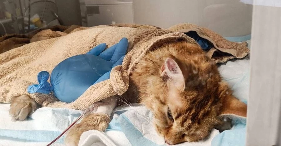 В Киеве ветеринары спасают кошку, застрявшую в окне, открытом на проветривание