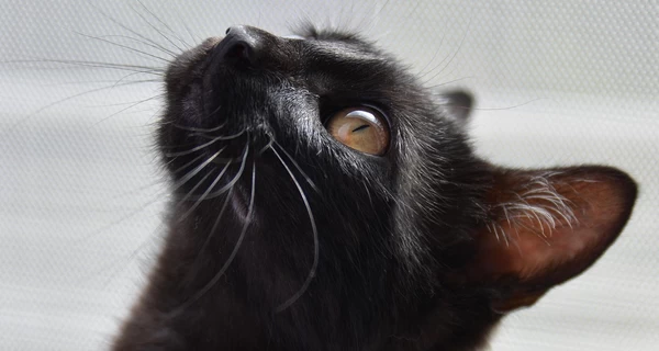 В Херсоне умер кот Ластик, раненый в результате удара российского дрона 14 мая