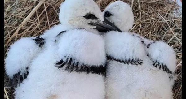 У аиста Катруси с Полтавщины появился друг - Карпик, упавший из гнезда