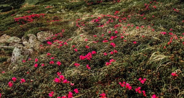 В Карпатах зацвела легендарная 