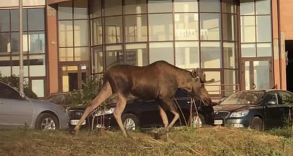 В Киеве погиб огромный лось, накануне бегавший возле 