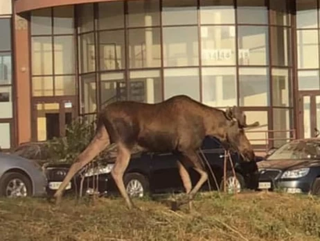 В Киеве погиб огромный лось, накануне бегавший возле 