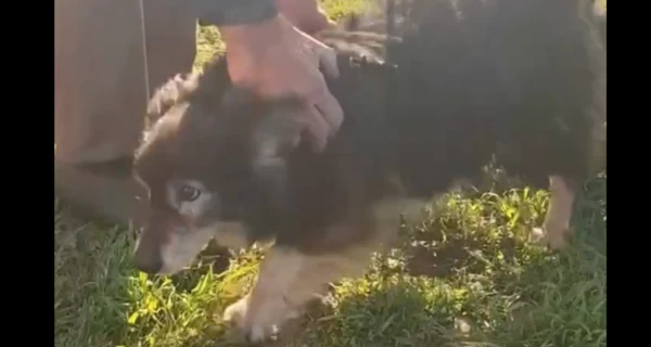 Волонтеры помогли вернуть домой пса, который сбежал во время эвакуации из Донецкой области