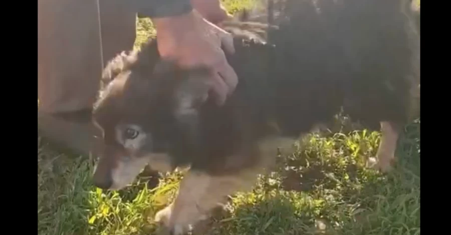 Волонтеры помогли вернуть домой пса, который сбежал во время эвакуации из Донецкой области