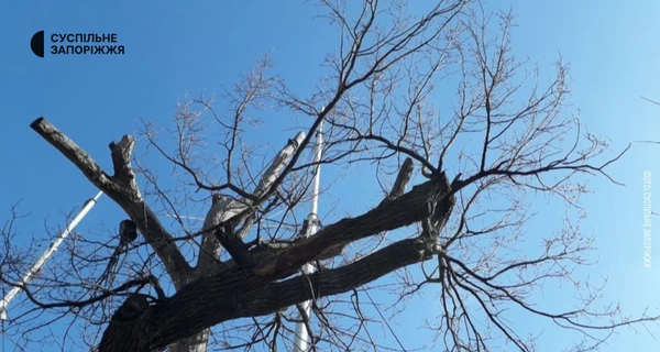 700-летний Запорожский дуб остался без последней живой ветки