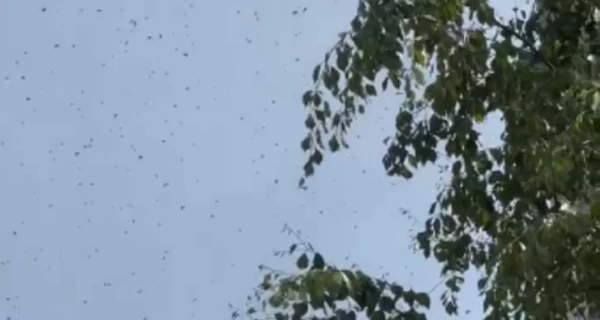 Во Львове зафиксировали нашествие неизвестных насекомых