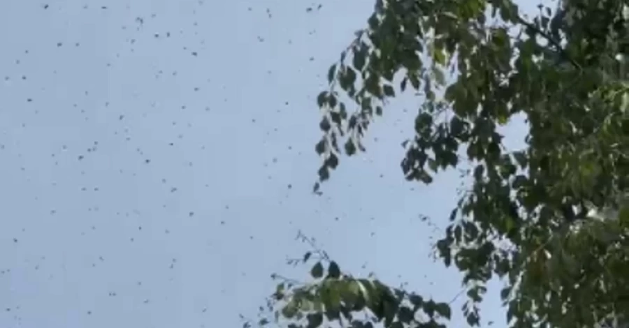 У Львові зафіксували нашестя невідомих комах