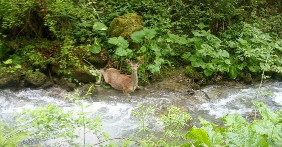 На Закарпатье пограничники спасли косулю, которая не могла двигаться