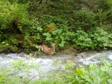 На Закарпатье пограничники спасли косулю, которая не могла двигаться