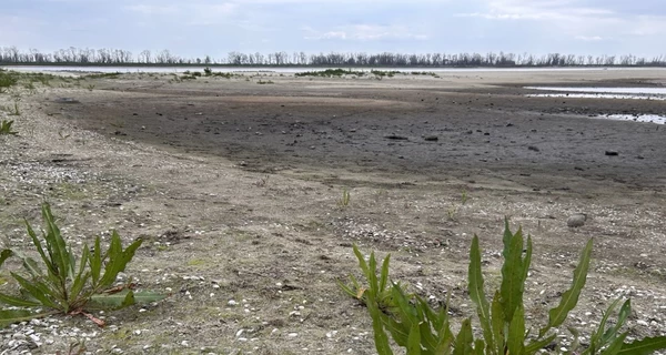 Каховское водохранилище два года спустя: вербные джунгли и тонны тяжелых металлов в земле