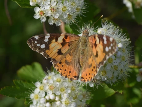 7 июня - какой сегодня праздник, что нельзя делать, все об этом дне