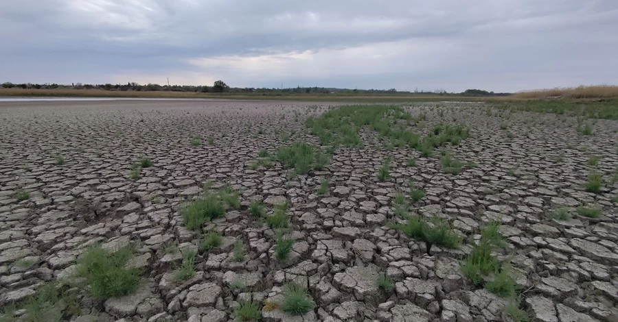 На місці затоплення Каховської ГЕС з’явилось багато червонокнижних тварин і птахів