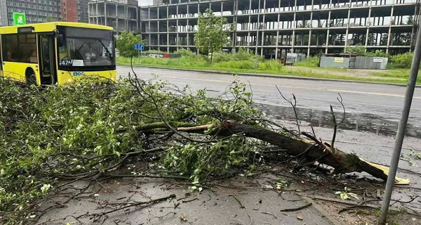 Последствия непогоды в Украине: поваленные деревья, обесточенные города и сожженный молнией дом