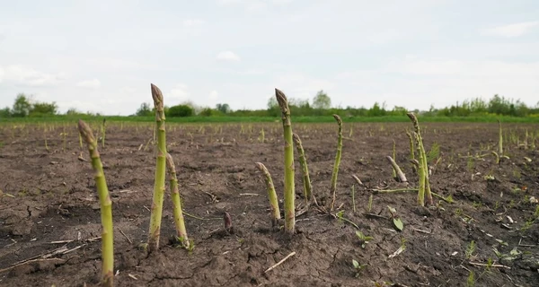 Аспарагус вместо свеклы: как аграрий-самоучка создал спаржевую империю на Прикарпатье