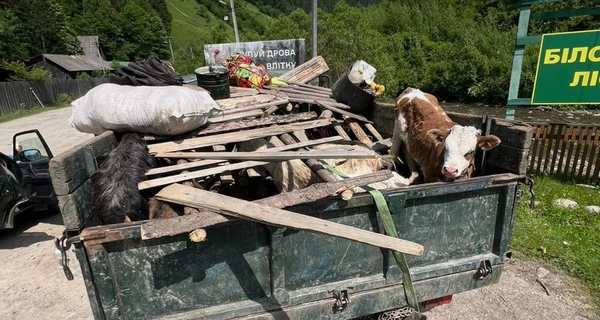 На Закарпатье раскрыли хитрую схему переправщиков - скот вместо камуфляжа