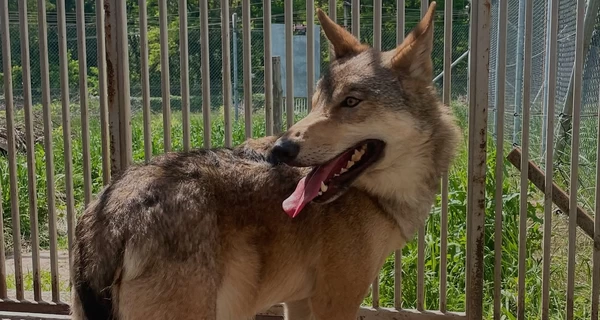 Из киевской квартиры волонтеры спасли дикого волка, который жил в неволе два года