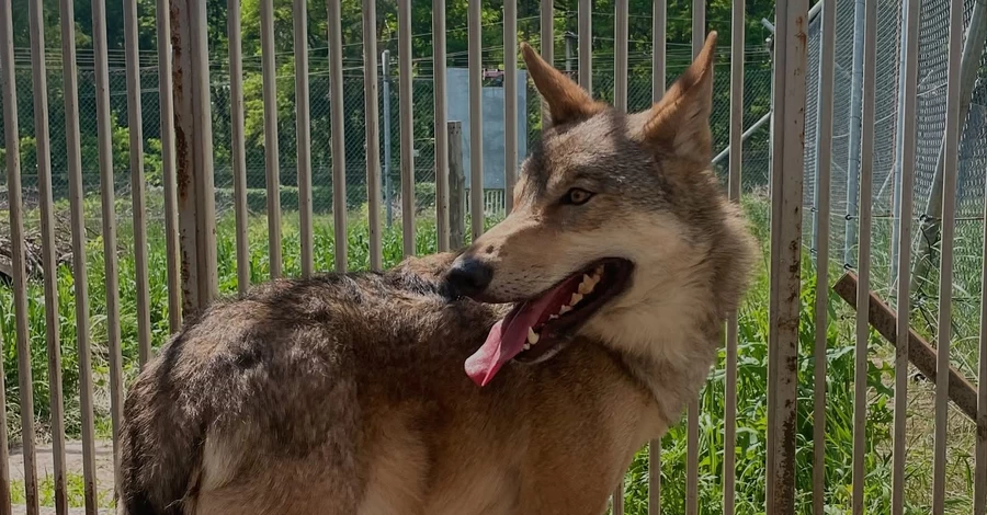 З київської квартири волонтери врятували дикого вовка, який жив у неволі два роки