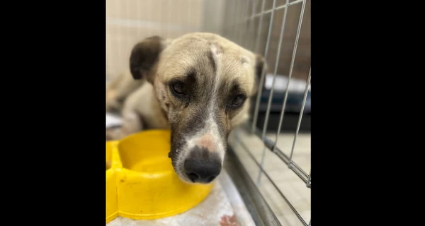 Волонтеры спасли раненую собаку во время эвакуационных рейсов из Константиновки 