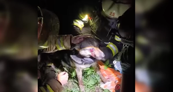 В Харькове спасли пса, раненного обломком во время российского обстрела