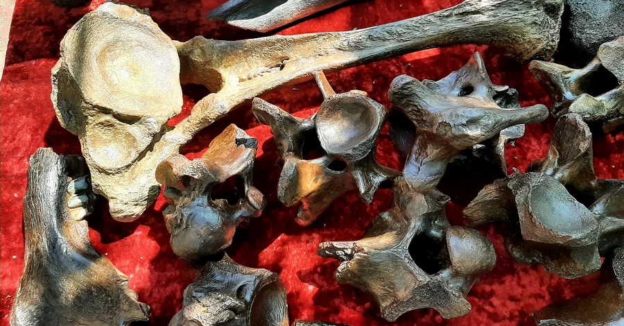 В Запорожской области нашли кости доисторических оленя, мамонта и носорога