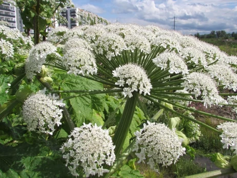 Тяжелые ожоги и слепота: чем опасно цветение борщевика и как оказать первую помощь