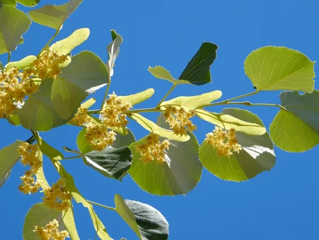 Цветы липы: когда собирают цвет, польза и вред для организма