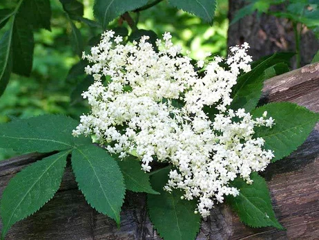 Бузина черная: польза и вред для здоровья, применение