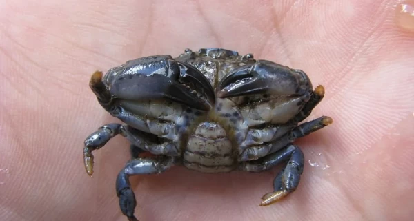 В Красную книгу Украины попал краб из острова Змеиный