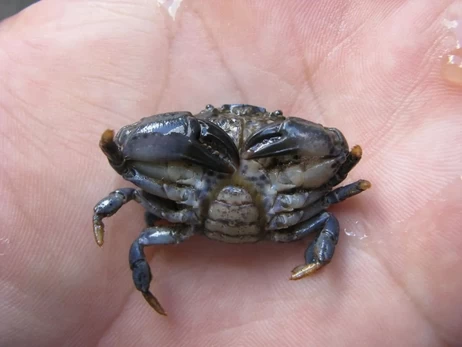 В Красную книгу Украины попал краб из острова Змеиный