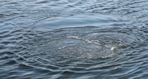 Во Львовской области во время кормления рыбы в озере утонул работник рыбкомбината