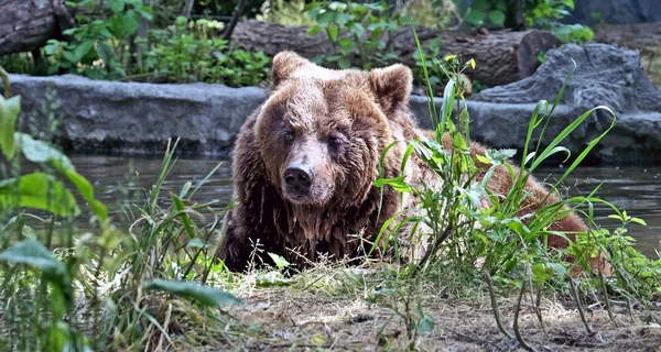 Киевский зоопарк показал, как медведи купаются в своем новом 