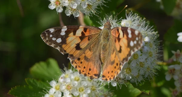 16 июня - какой сегодня праздник, традиции и запреты, все об этом дне