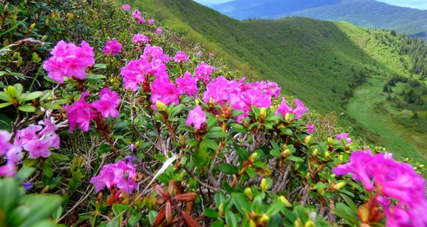 Цветы из легенд – на склонах карпатских гор цветет 