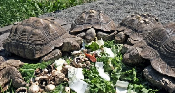 В киевском зоопарке обустроили новые помещения для спасенных черепах