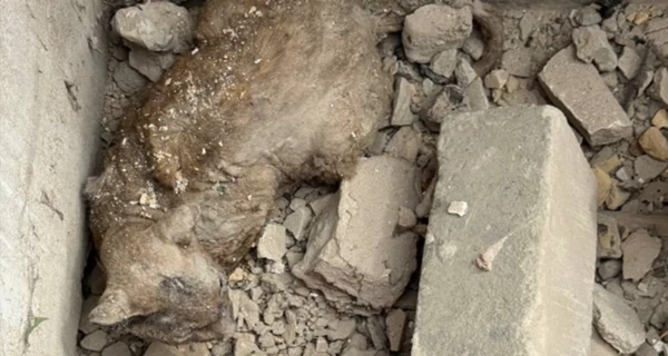 Ветеринары борются за жизнь кота, который несколько дней провел под завалами в Киеве