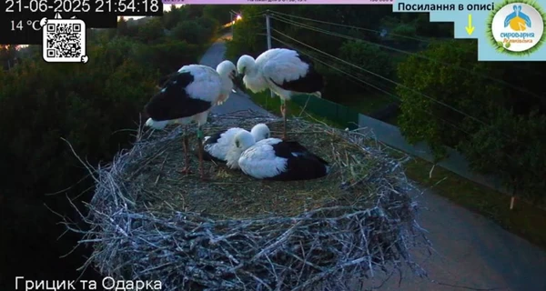 Птенцы аистов Грицика и Одарки впервые ночевали в гнезде без родителей
