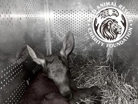 В результате обстрела Киевской области погиб лосенок, не выдержав шока от взрывов