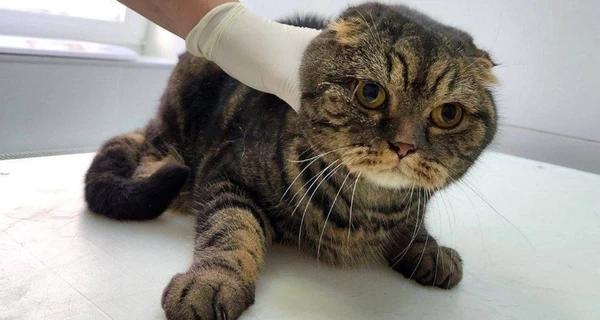 В Киеве спасли кота, который провел 10 часов под завалами дома