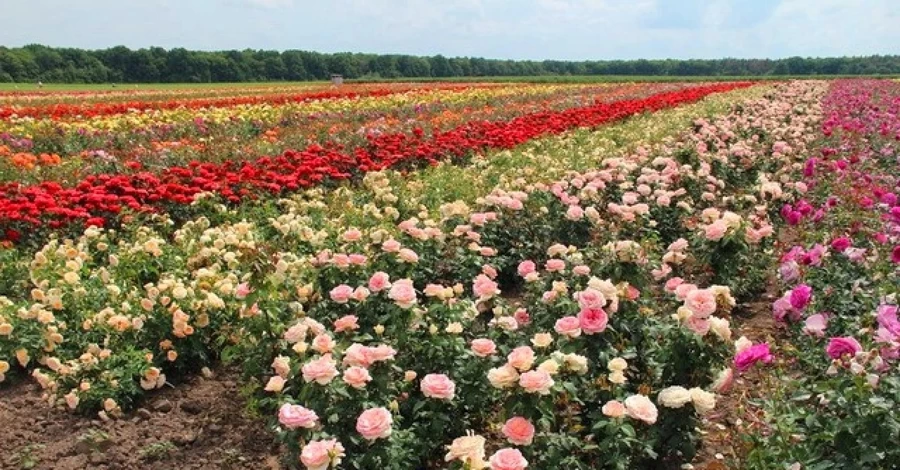 Квітникарка із села Трояндове: З троянд варимо варення, виготовляємо наливки, чай, мило